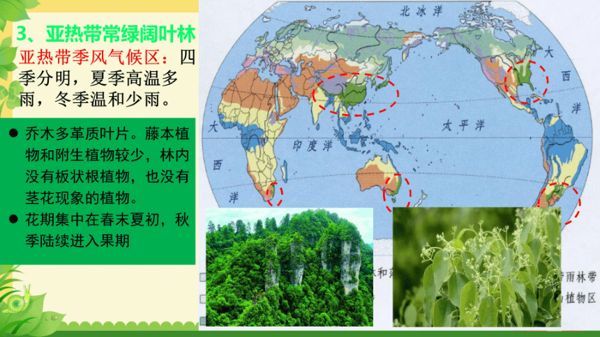 5.1主要植被与自然环境+第一课时课件（24张）