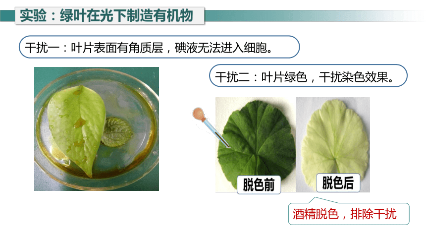 3.4 绿色植物是生物圈中有机物的制造者 课件 七年级生物上学期（人教版）(共27张PPT)