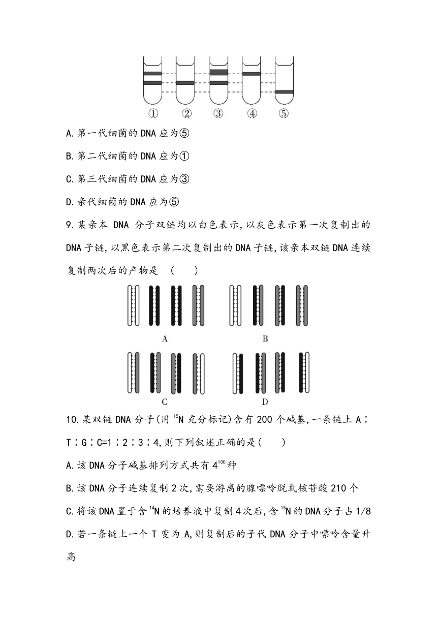 3.3《DNA的复制》课时同步练2023~2024学年高中生物人教版（2019）必修2（含答案）