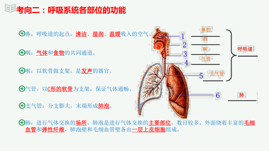 专题11 人体的呼吸（课件精讲）-2023-2024年中考一轮复习精讲精练（全国通用）(共20张PPT)