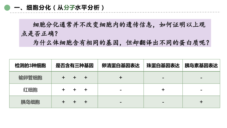 6.2  细胞的分化(共40张PPT)-高一生物课件（2019人教版必修1）