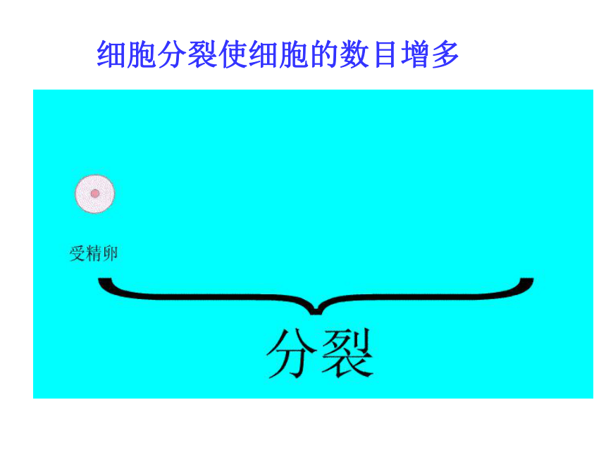 2017年秋人教版七年级上册生物课件2.2.2动物体的结构层次