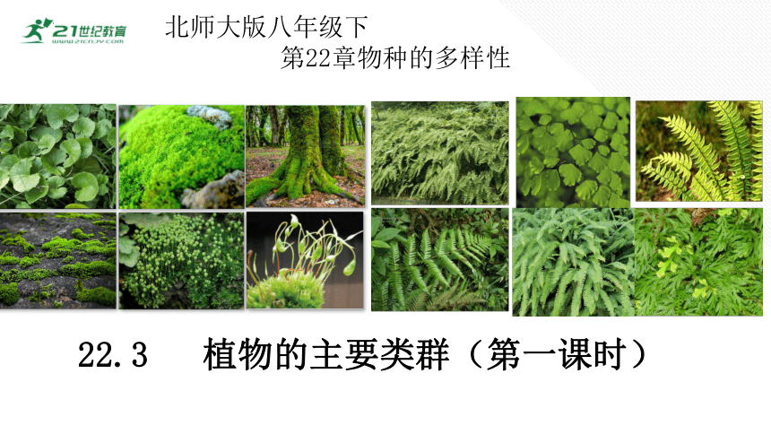 7.22.3植物的主要类群（第一课时） 八年级生物下册 （北师大版）课件(共25张PPT)