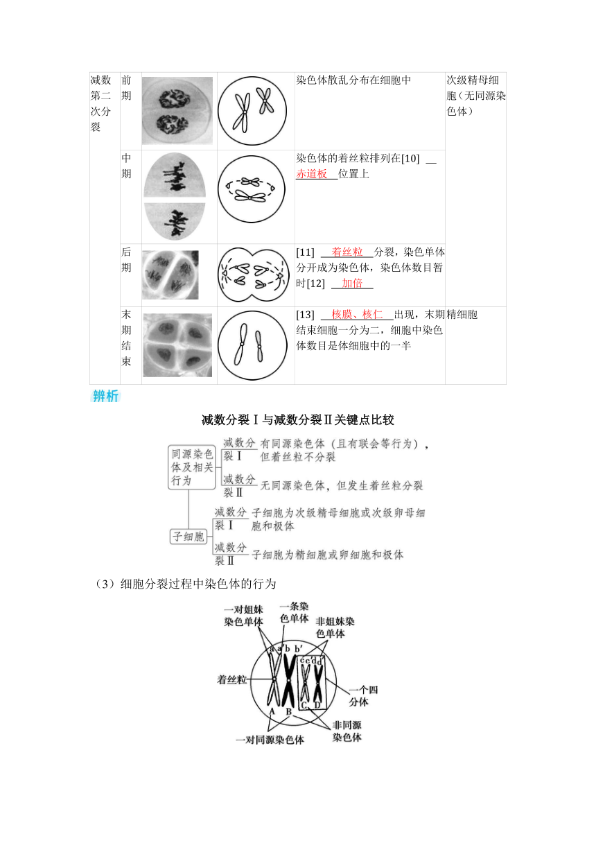 生物学高考备考学案：4-2 减数分裂和受精作用（含答案）