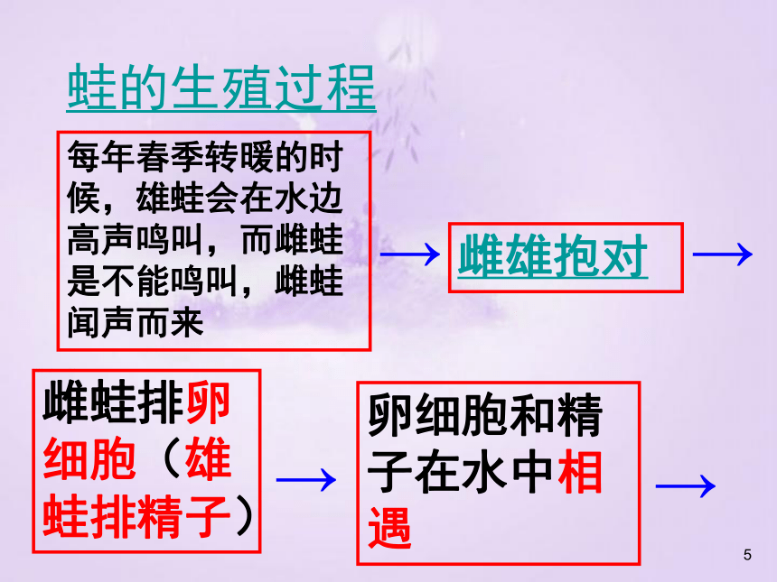 苏教版生物八年级下册21.4两栖类的生殖与发育 课件 (共23张PPT)