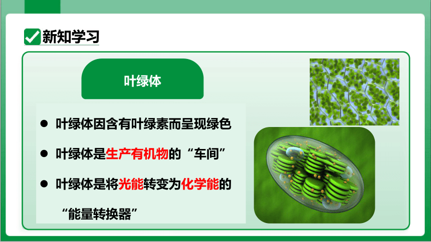 3.4_第4章绿色植物是生物圈中有机物的制造者（课件）【2023秋人教七上生物高效实用备课】(共34张PPT)