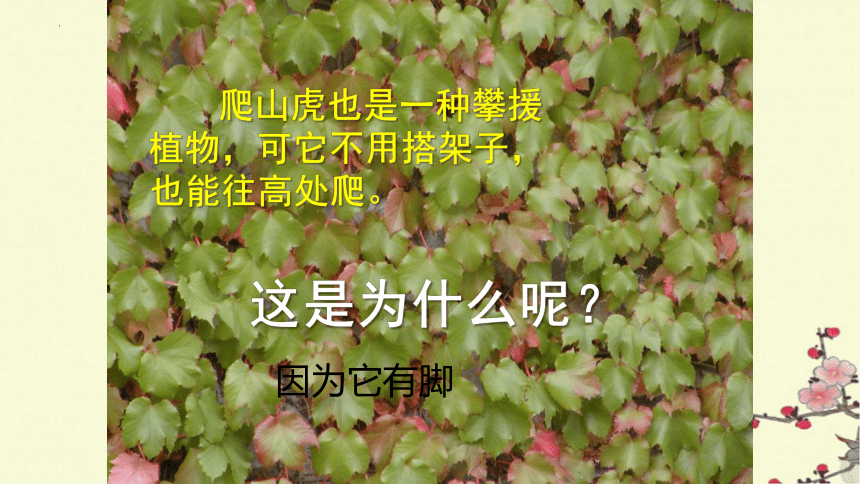 10《爬山虎的脚》  课件(共22张PPT)