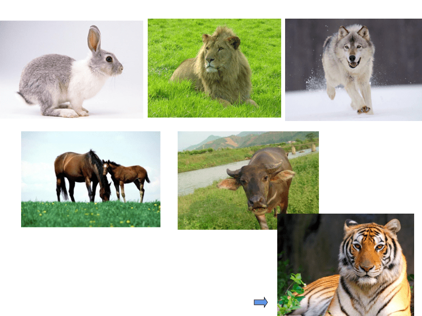 2 动物的本领 第二课时 动物的捕食 课件 (共13张PPT)