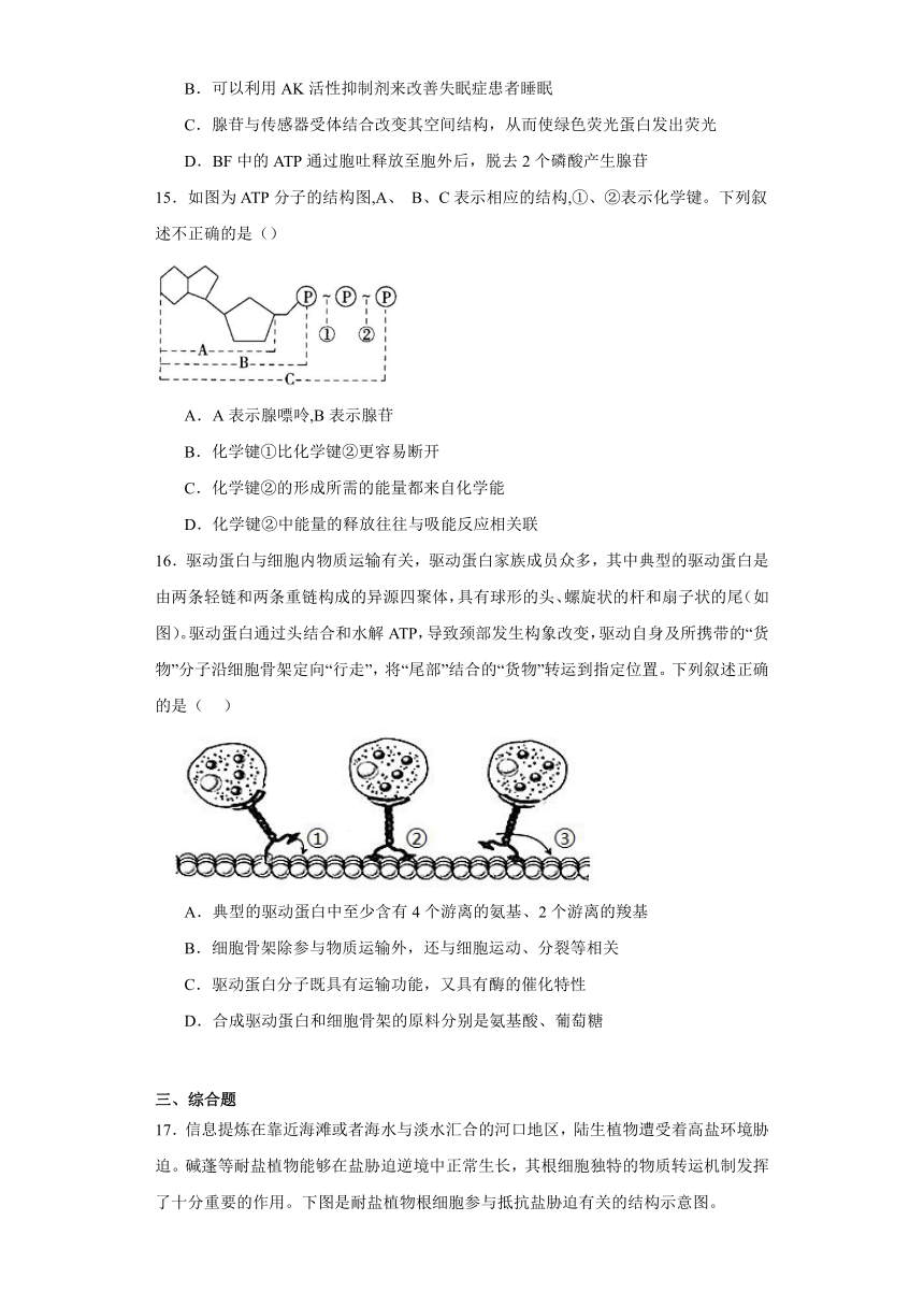 5.2 细胞的能量“货币”ATP 练习（解析版）