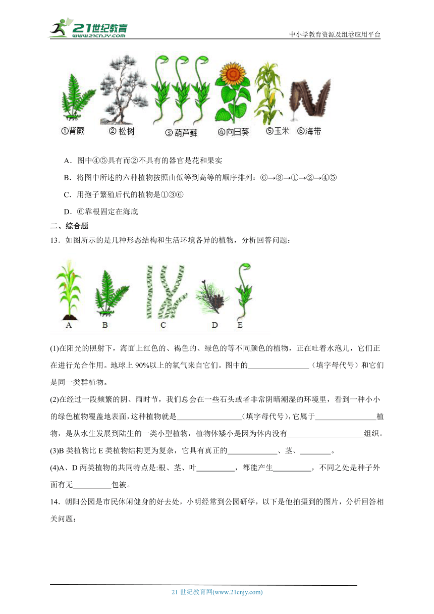 2023-2024学年初中生物济南版七年级上册期末复习专题6——绿色植物的主要类群（含解析）