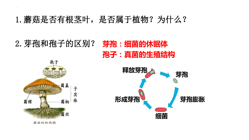 5.4.4细菌和真菌在自然界中的作用课件 (共20张PPT)人教版生物八年级上册