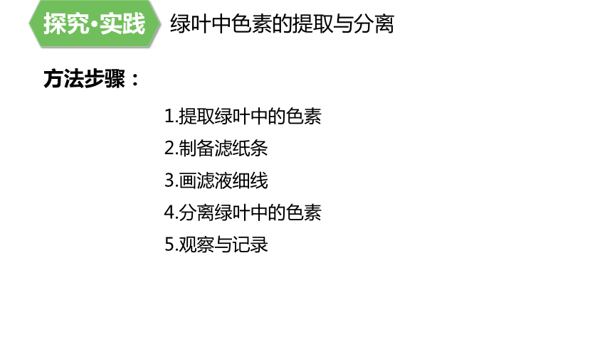 5.4.1 捕获光能的色素(共34张PPT)-高一生物课件（人教版2019必修1）