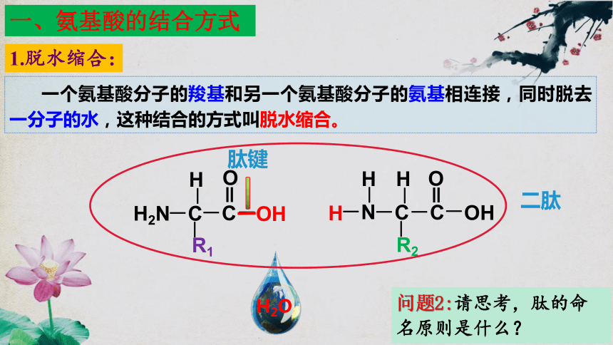 2.4 蛋白质是生命活动的主要承担者（第二课时）（42页PPT3份视频）高一生物课件（人教版2019必修1）