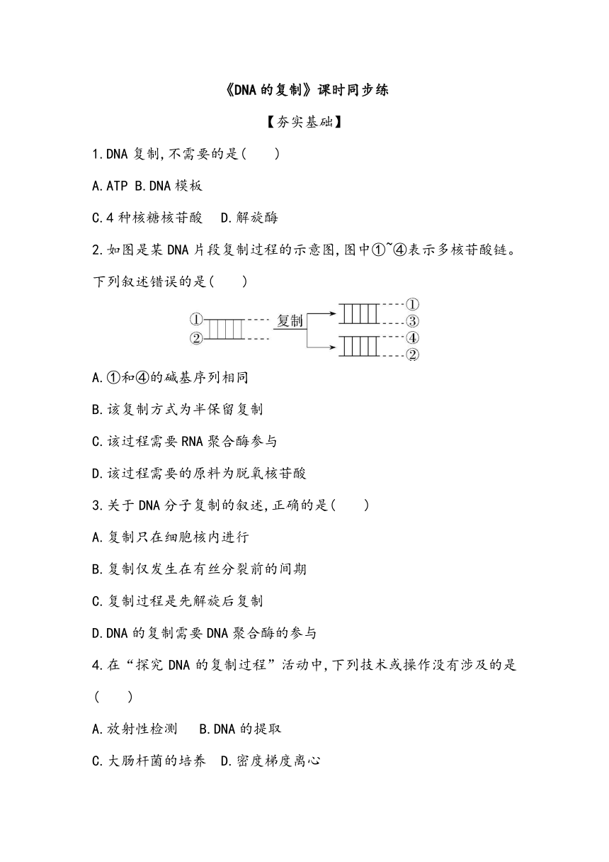 3.3《DNA的复制》课时同步练2023~2024学年高中生物人教版（2019）必修2（含答案）