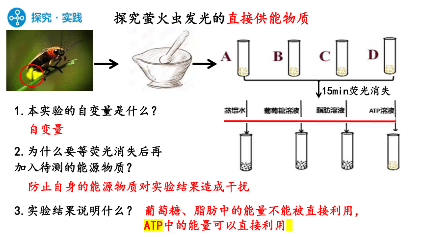 5.2细胞的能量“货币”ATP课件(共24张PPT1份视频)-2023-2024学年高一上学期生物人教版（2019）必修1