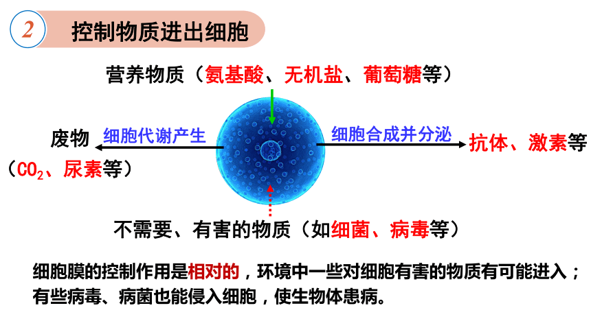 3.1 细胞膜的结构和功能课件（共25张PPT）高一生物（人教版2019必修1）