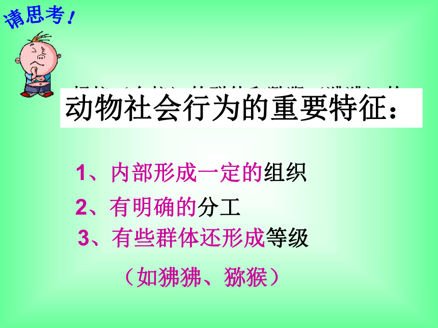 5.2.3 社会行为 教学课件（共18张PPT）人教版 八年级上册