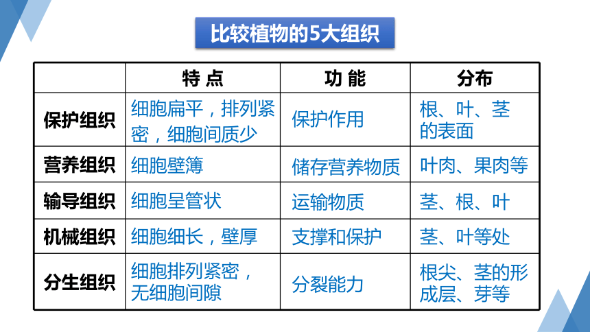 2.3 生物体的结构层次 第2课时（课件 32张ppt）