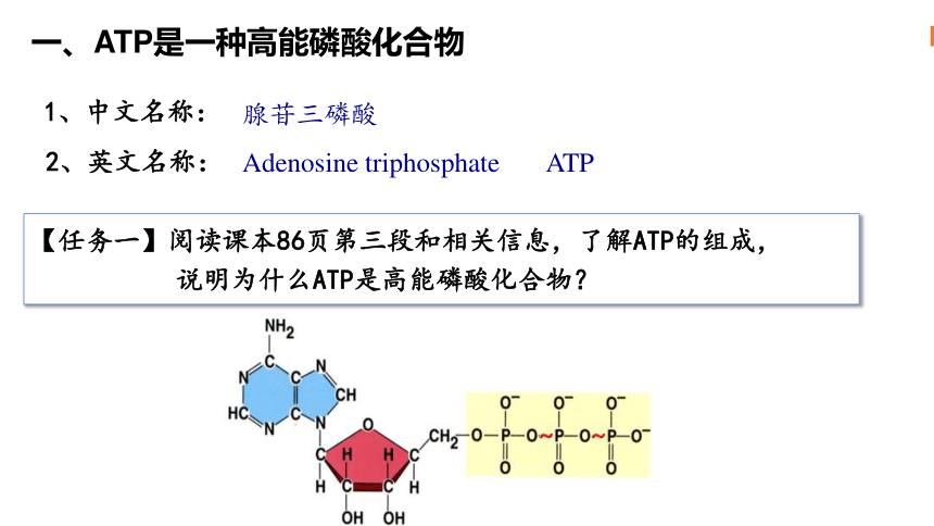 5.2细胞的能量“货币”ATP课件(共24张PPT1份视频)-2023-2024学年高一上学期生物人教版（2019）必修1