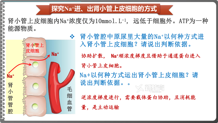 4.2主动运输与胞吞、胞吐课件(共38张PPT)2023-2024学年高一上学期生物人教版必修1