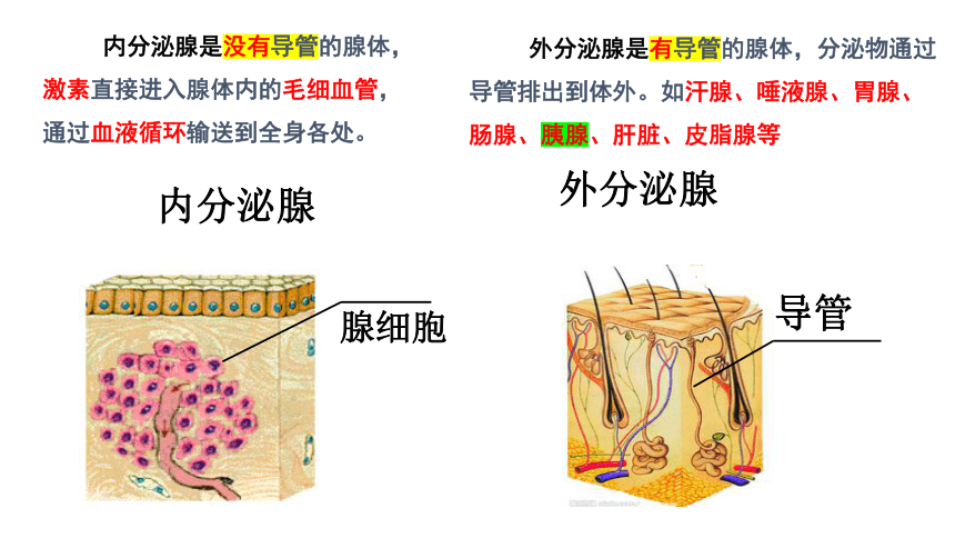 3.2人体激素调节（课件 28张PPT）