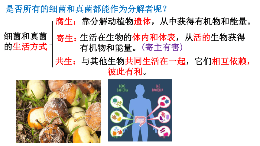 5.4.4细菌和真菌在自然界中的作用课件 (共20张PPT)人教版生物八年级上册