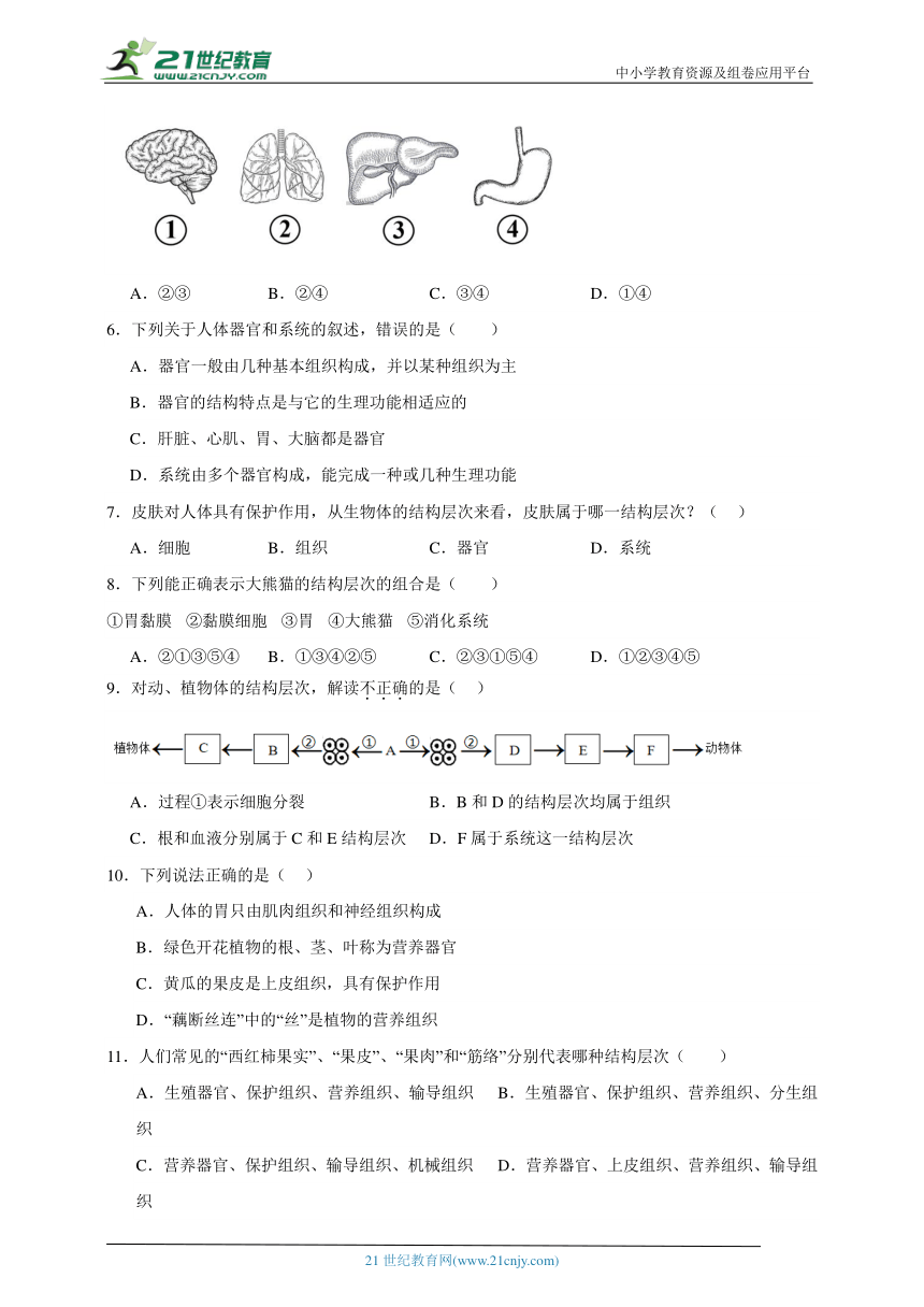 2023-2024学年初中生物济南版七年级上册期末复习专题5——多细胞生物体的结构层次（含解析）