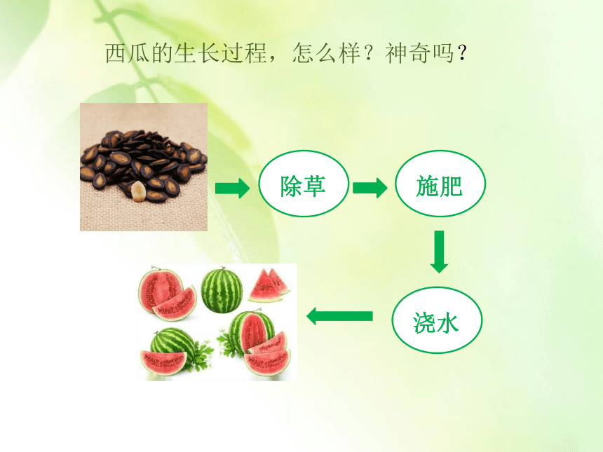 4.试种一粒籽课件 (共31张幻灯片)