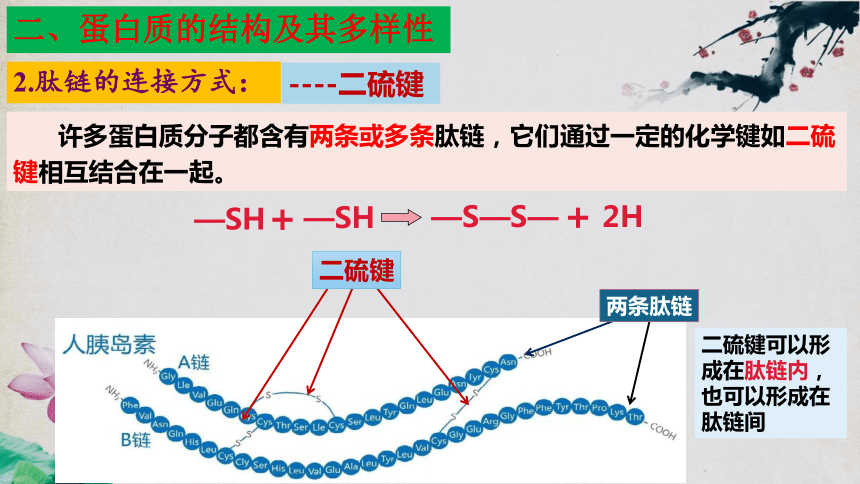 2.4 蛋白质是生命活动的主要承担者（第二课时）（42页PPT3份视频）高一生物课件（人教版2019必修1）