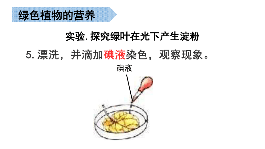 北京版生物学七年级上册绿色开花植物的营养复习课件(共28张PPT)