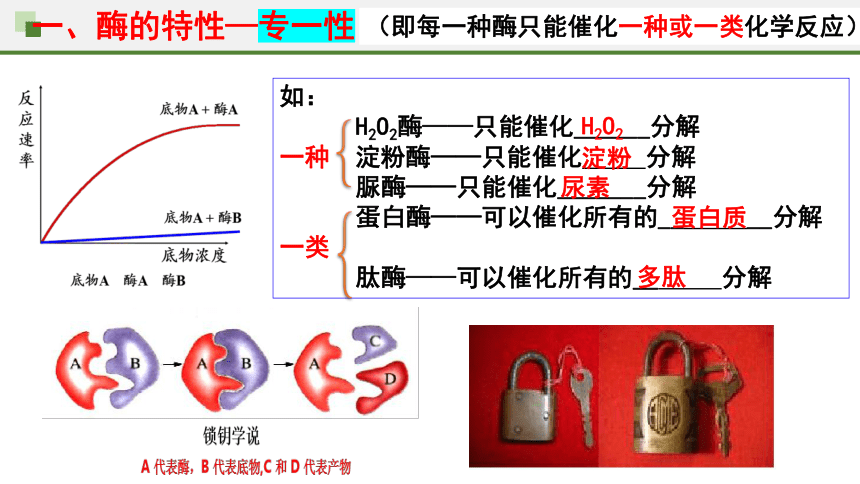 5.1降低化学反应活化能的酶第2课时课件(共30张PPT2份视频)2023-2024学年高一上学期生物人教版必修1