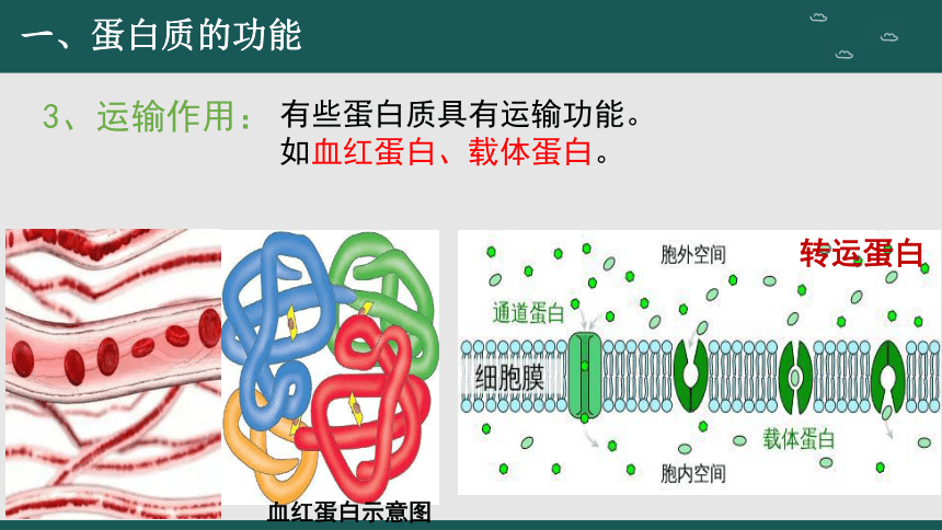 2.4 蛋白质是生命活动的主要承担者（第1课时）(共21张PPT)高一生物课件（人教版2019必修1）