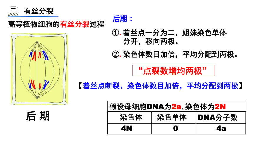 6.1细胞增殖课件 （共34张PPT）-人教版（2019）必修1