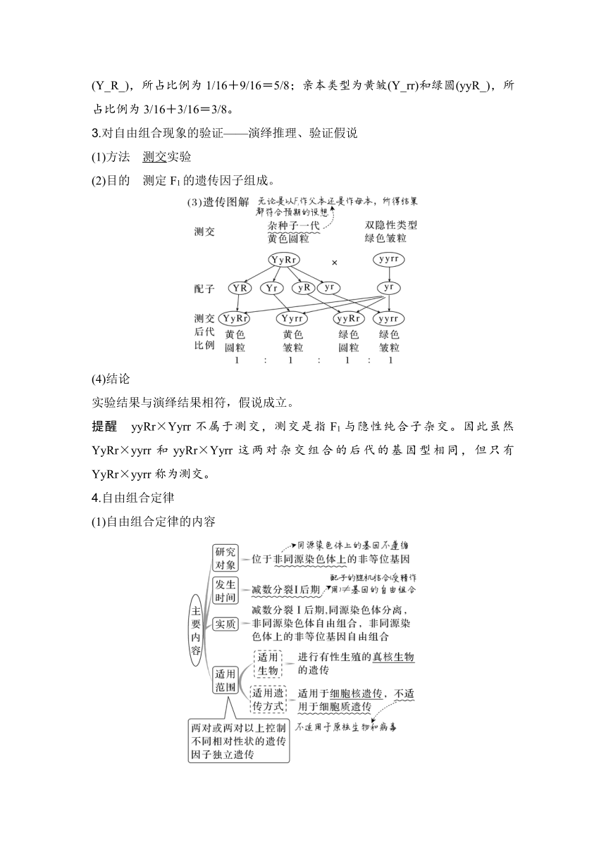 【备考2024】生物学高考一轮复习学案：第17讲　基因的自由组合定律（含解析）