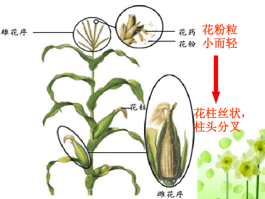 济南初中生物八上1第2节 传粉与受精课件（25张PPT）