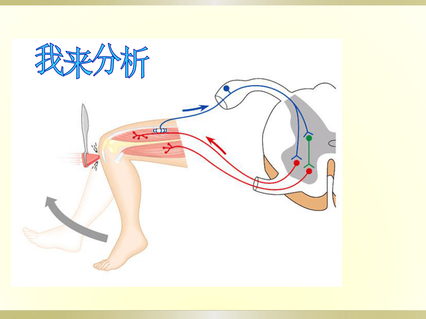 人教版七下生物第六章第三节《神经调节的基本方式》课件（共36张PPT）