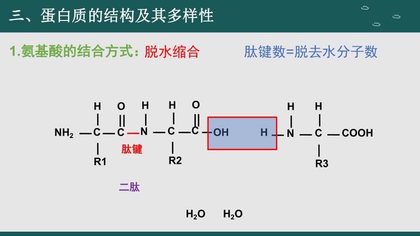 2.4 蛋白质是生命活动的主要承担者（第2课时）(共41张PPT)高一生物课件（人教版2019必修1）