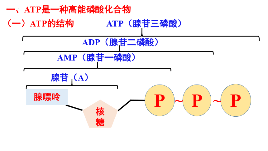 5.2 细胞的能量“货币”ATP(共22张PPT2份视频)-高一生物课件（2019人教版必修1）