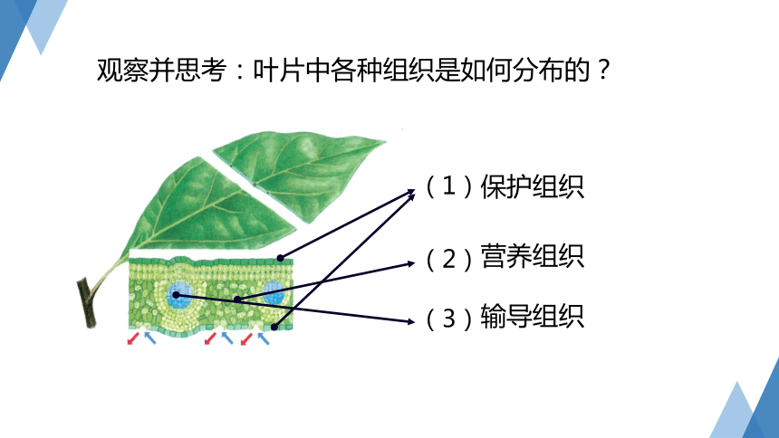 2.3 生物体的结构层次 第2课时（课件 32张ppt）