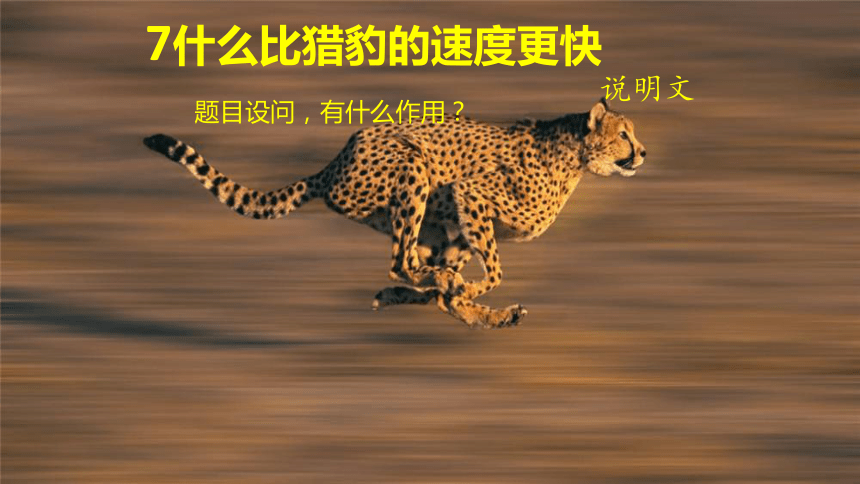 7什么比猎豹的速度更快 课件(共17张PPT)