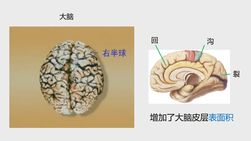 3.3 神经调节 第2课时 （课件 23张PPT)