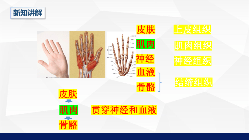 2.4.2生物体的器官、系统同步课件（22张PPT）2023---2024学年北师大版生物七年级上册