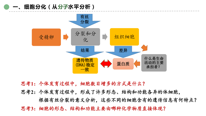 6.2  细胞的分化(共40张PPT)-高一生物课件（2019人教版必修1）