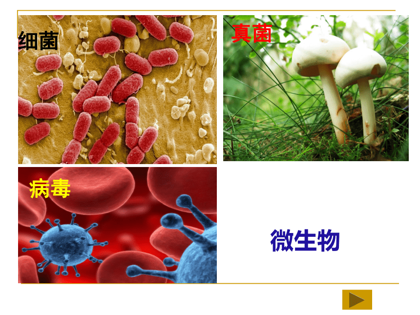 第一章 第一节 生物的基本特征（23张PPT）