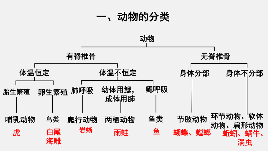 7.22.4 动物的主要类群第2课时脊椎动物 课件(共25张PPT)北师大版生物八年级下册