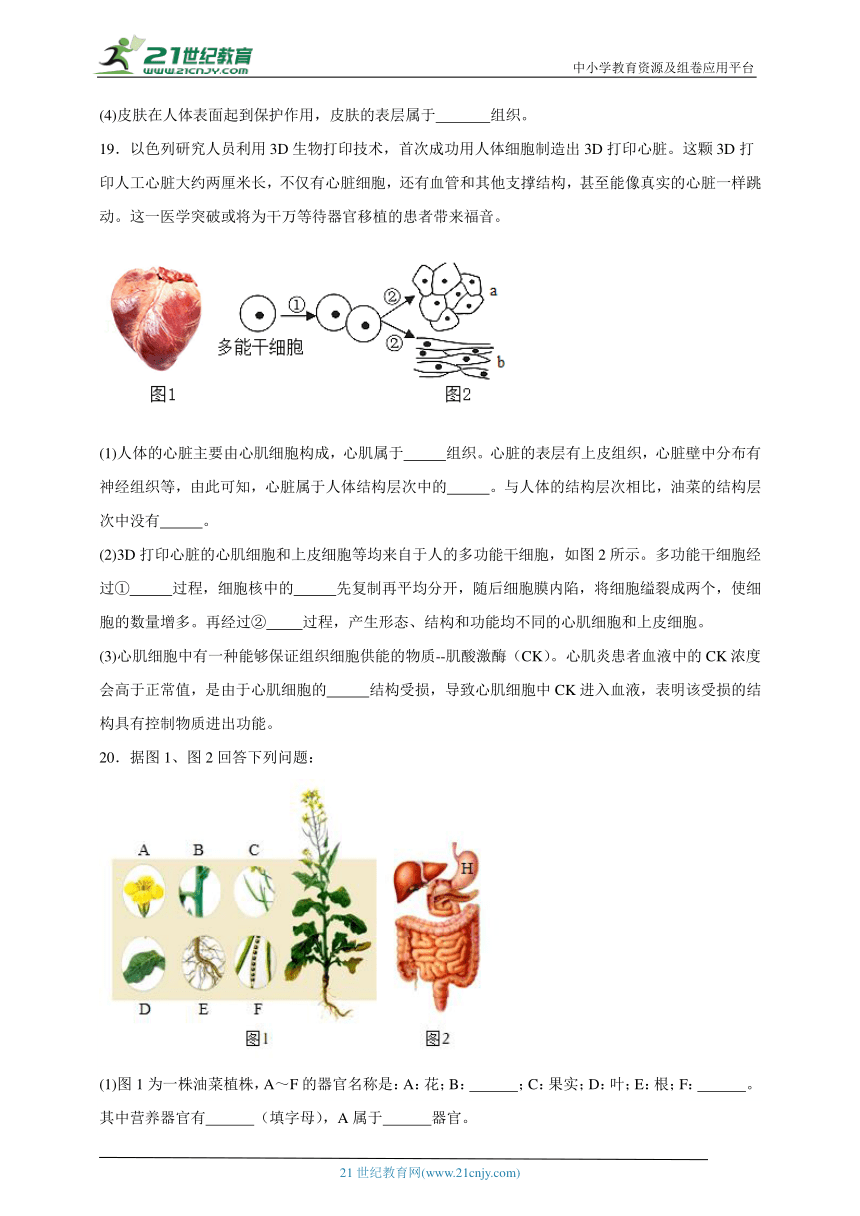 2023-2024学年初中生物济南版七年级上册期末复习专题5——多细胞生物体的结构层次（含解析）