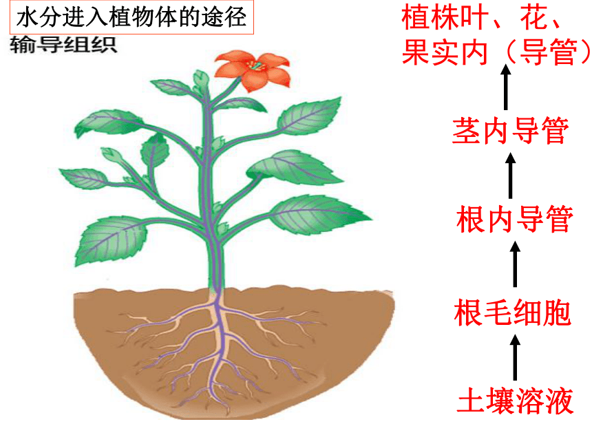 六年级下学期生物  绿色植物的三大生理作用（光合和蒸腾）复习课件 （共45张PPT）