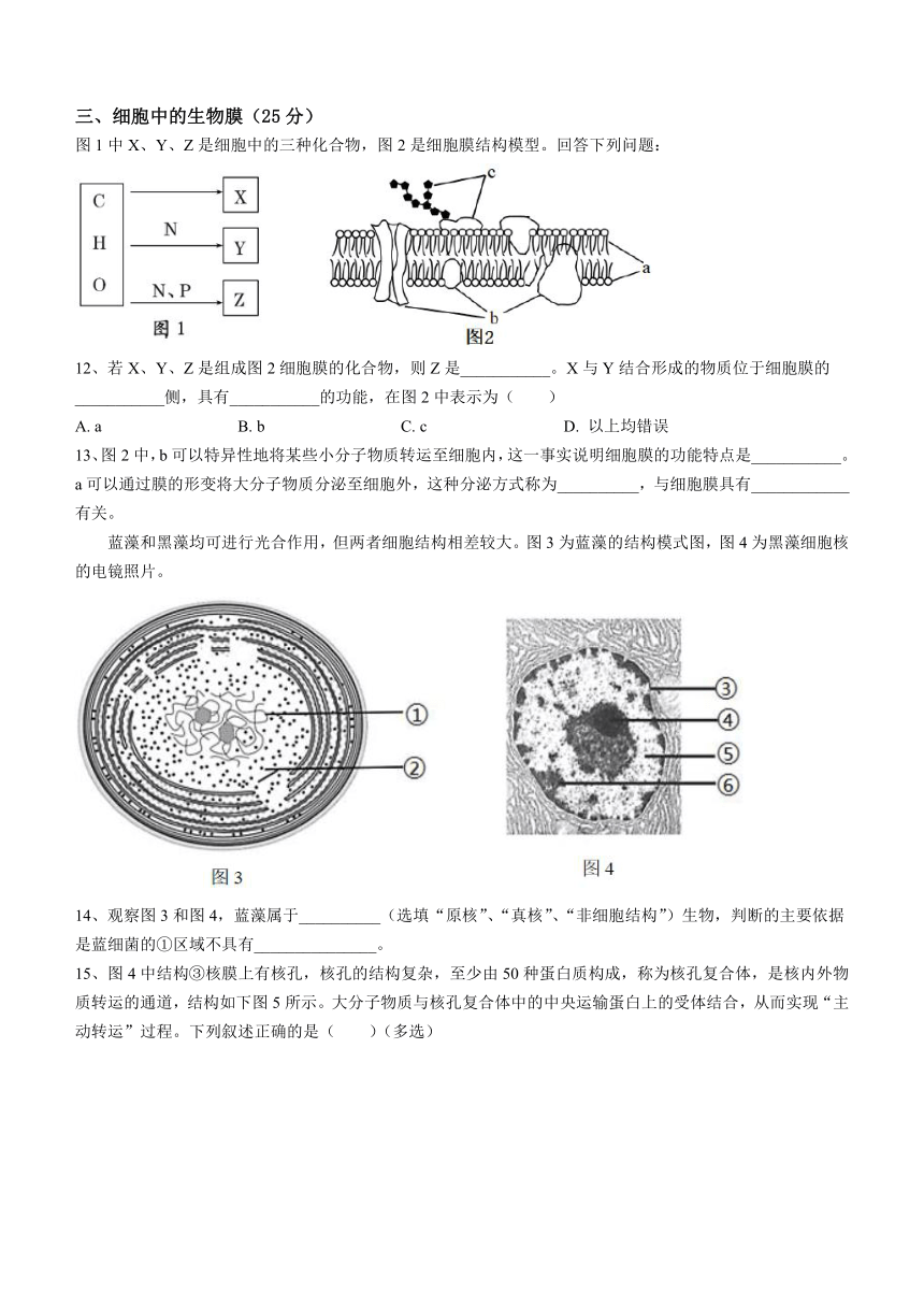 上海市东华致远2023-2024学年高二上学期期中教学评估生物学合格考试题（含答案）