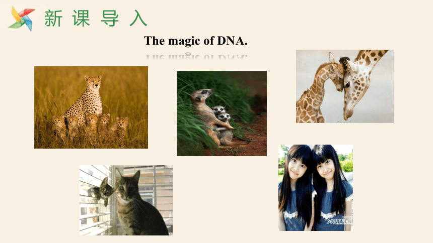 Unit 5 Lesson 29 DNA—The Story of You  课件(共17张PPT)