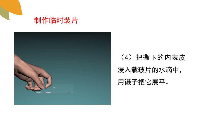 1.2.1细胞的结构和功能课件 (共37张PPT+内嵌视频7个)济南版生物七年级上册